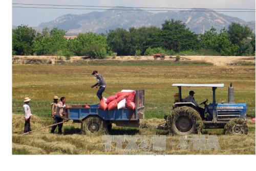 Lợi nhuận từ doanh nghiệp xuất khẩu gạo dần chuyển sang nông dân ảnh 1